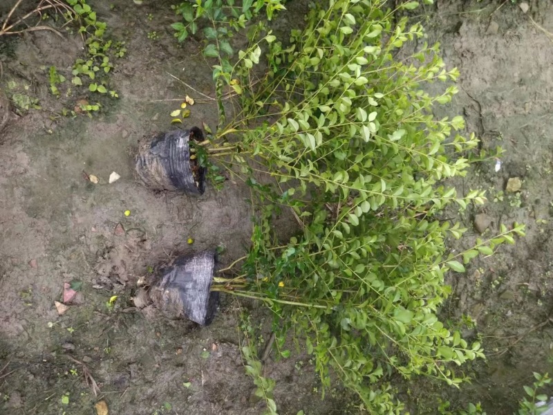 贵州小叶女贞批发贵州苗木基地供应各类规格小叶女贞基地
