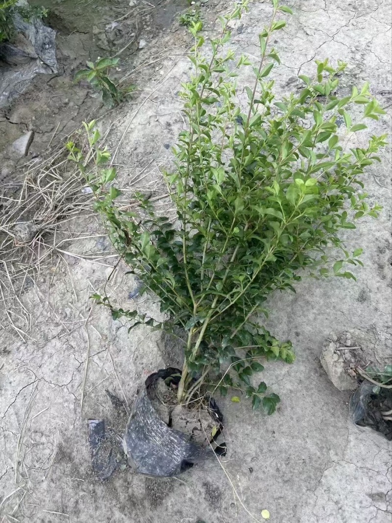 重庆小叶女贞基地重庆苗木基地供应各类规格小叶女贞基地