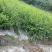 重庆小叶女贞基地重庆苗木基地供应各类规格小叶女贞基地