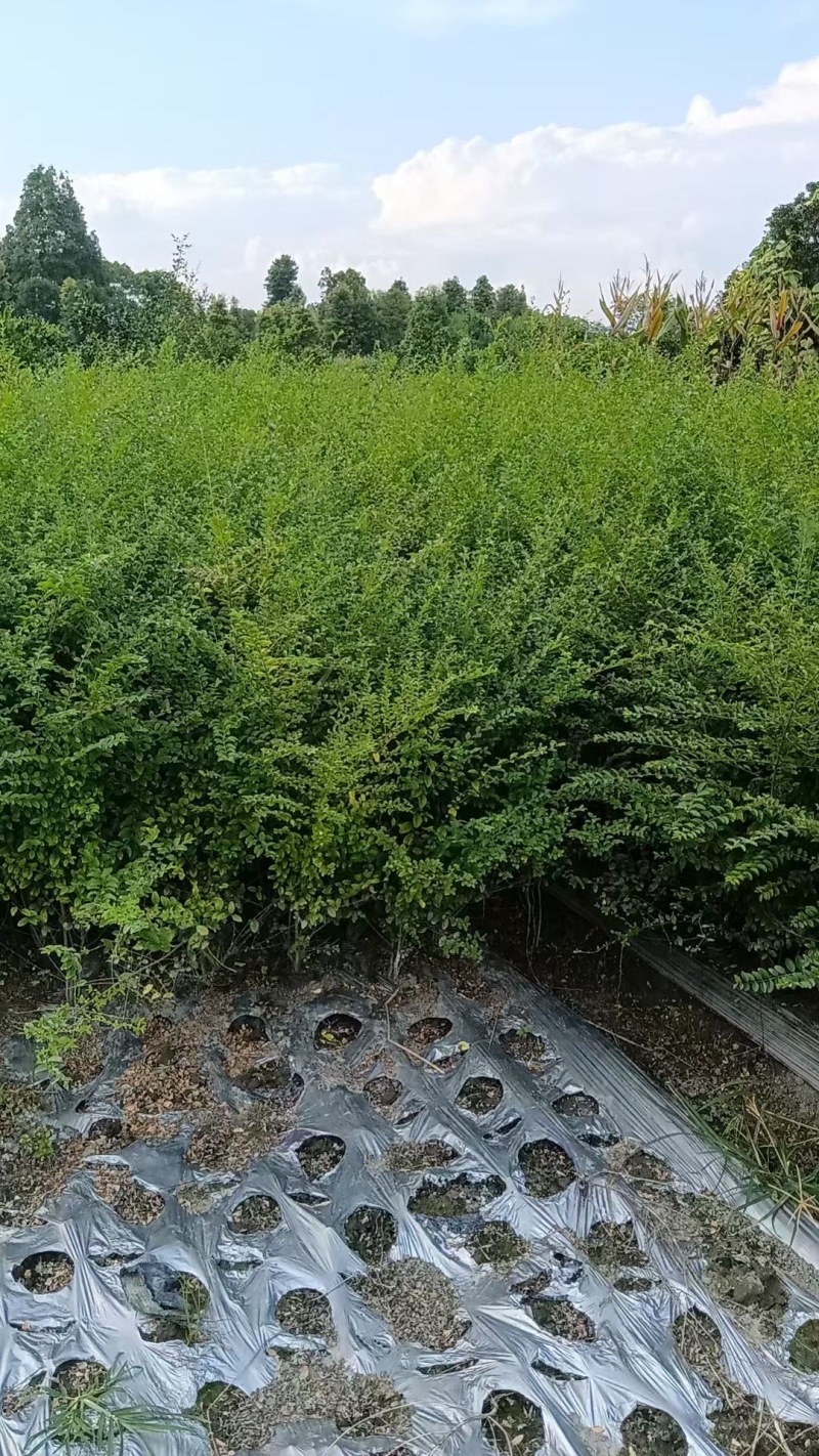 重庆小叶女贞基地重庆苗木基地供应各类规格小叶女贞基地