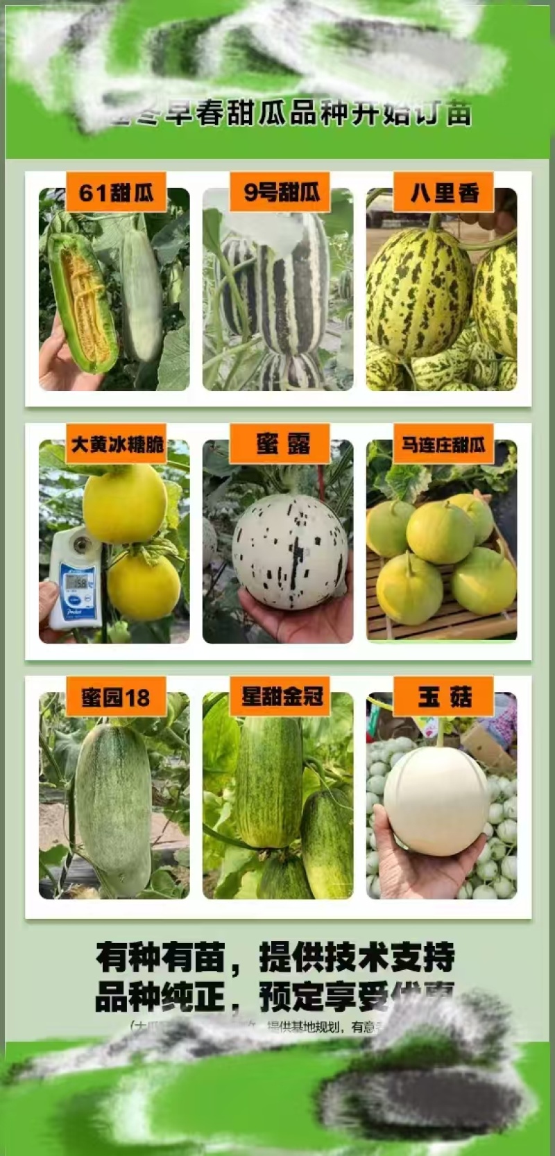 甜瓜苗，品种齐全支持全国发苗，穴盘育苗