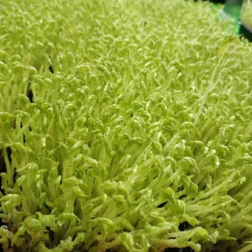 豌豆芽