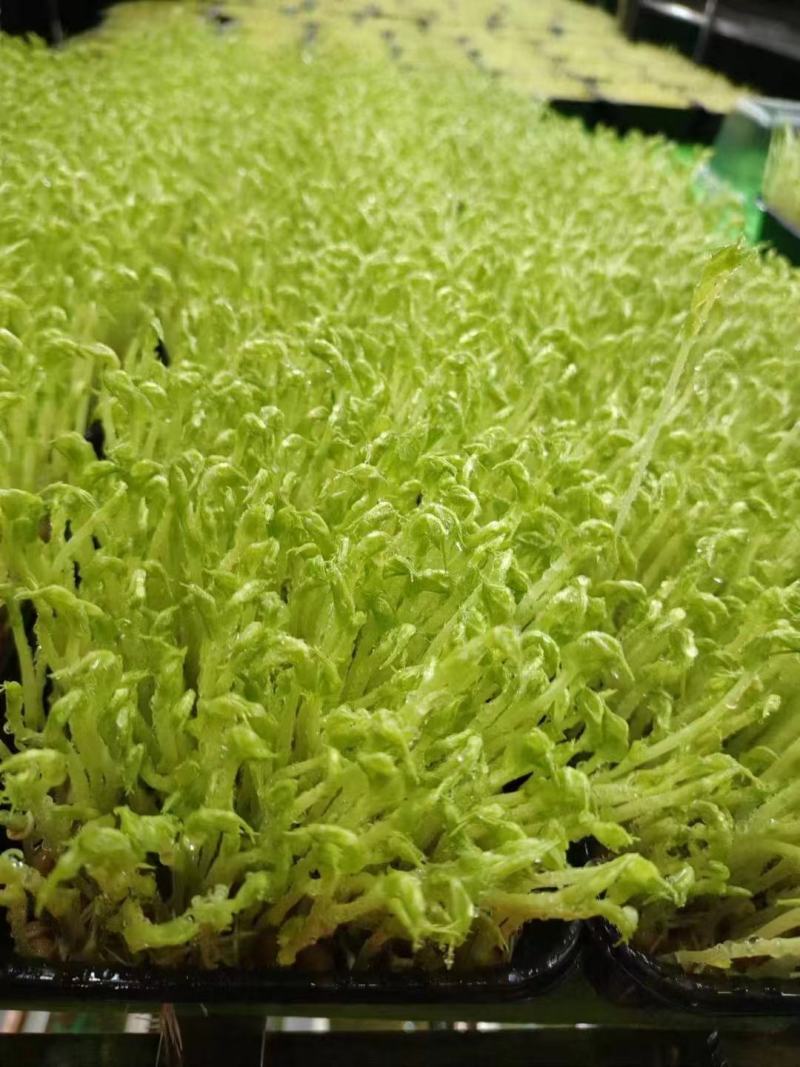豌豆芽