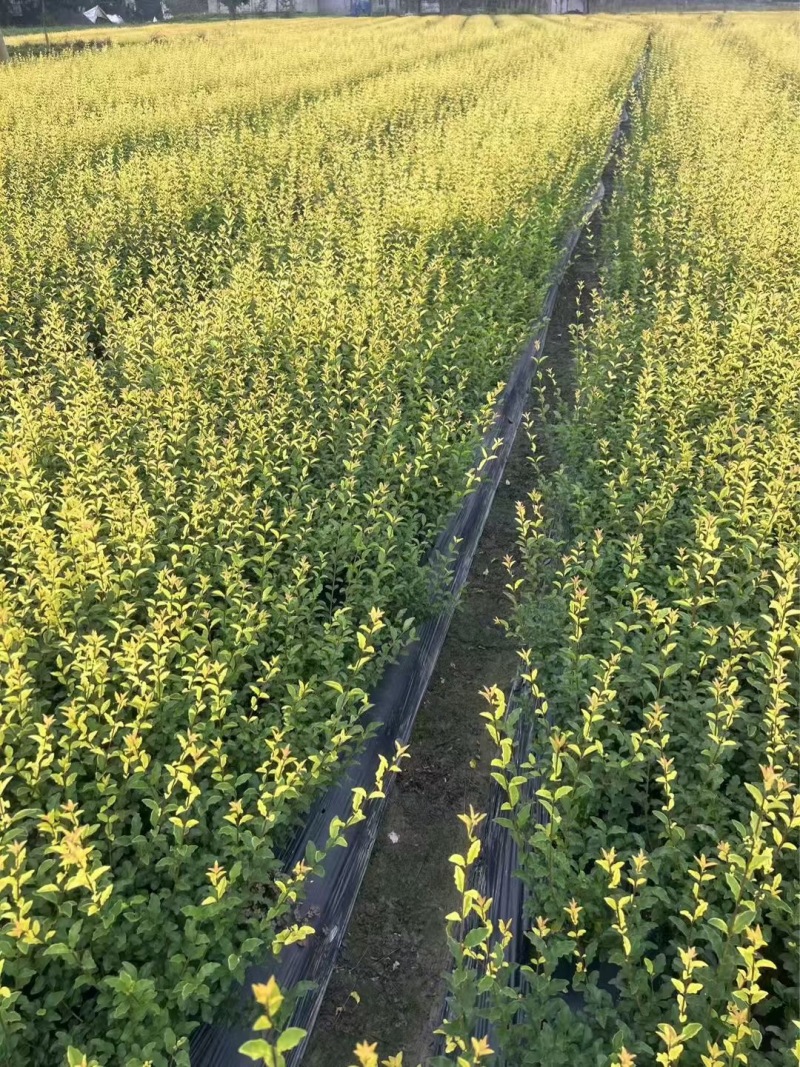 重庆金禾女贞批发重庆苗木基地供应各类规格金禾女贞基地