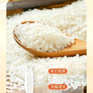 精品五常大米厂家供应量大从优诚信经营欢迎咨询