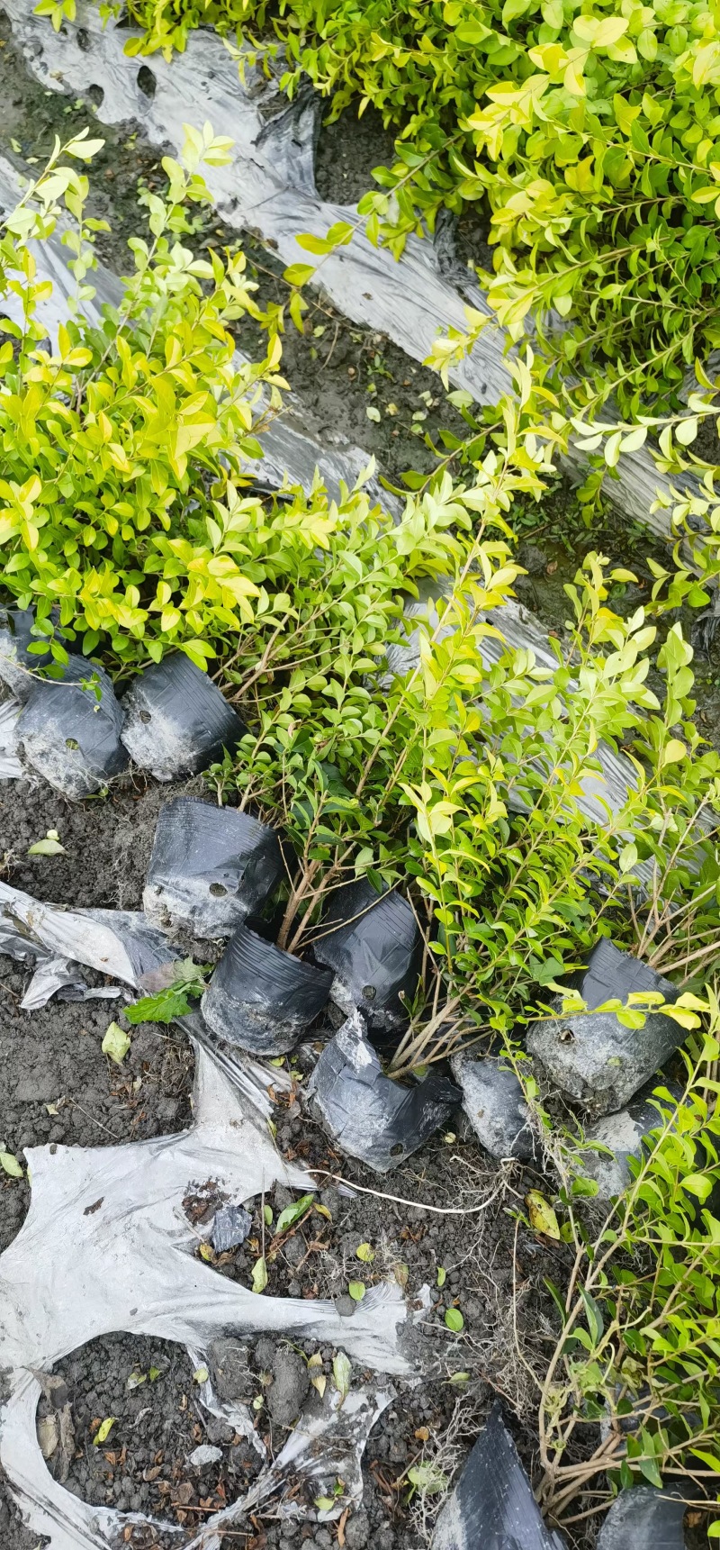 重庆金叶女贞基地重庆苗木基地供应各类规格金叶女贞基地