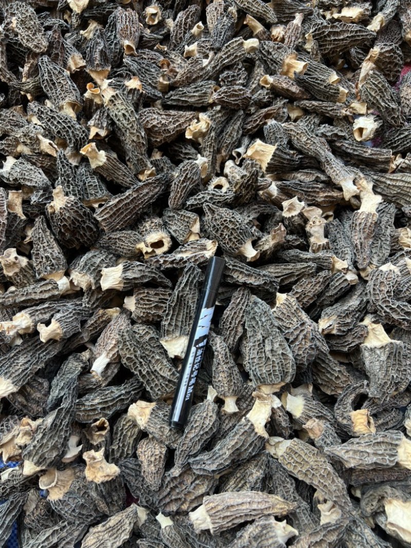 下架羊肚菌干货5-7