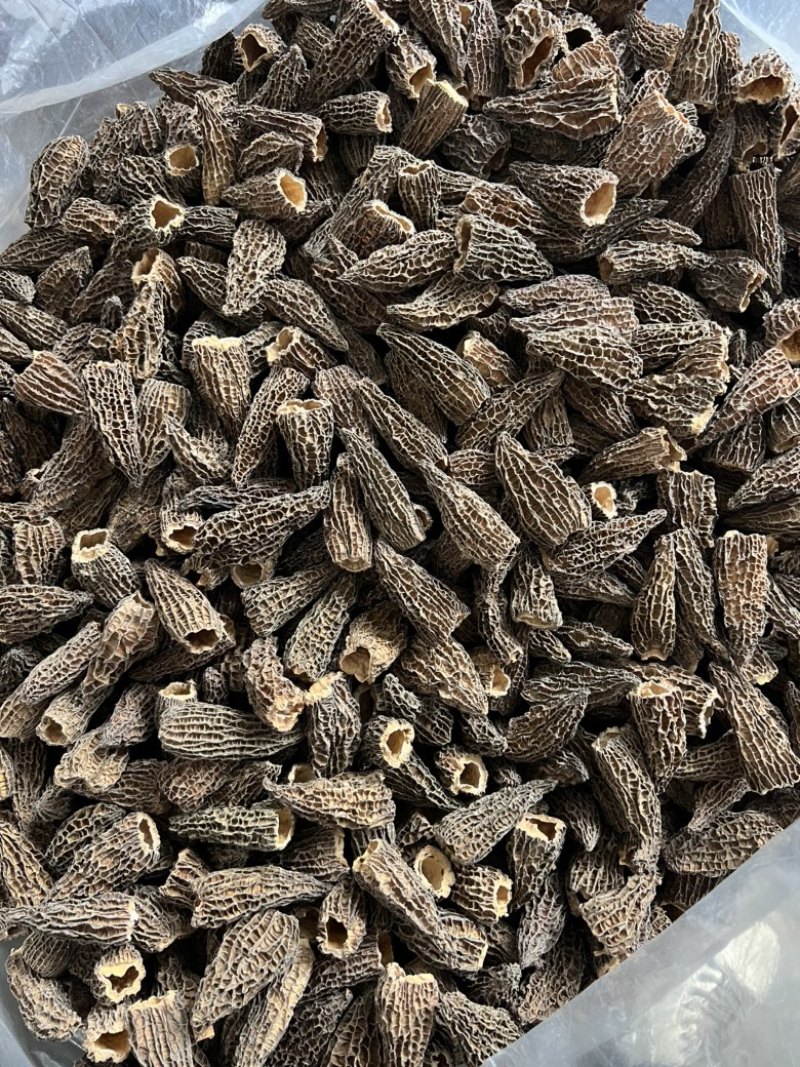 下架羊肚菌6枚光帽5-8