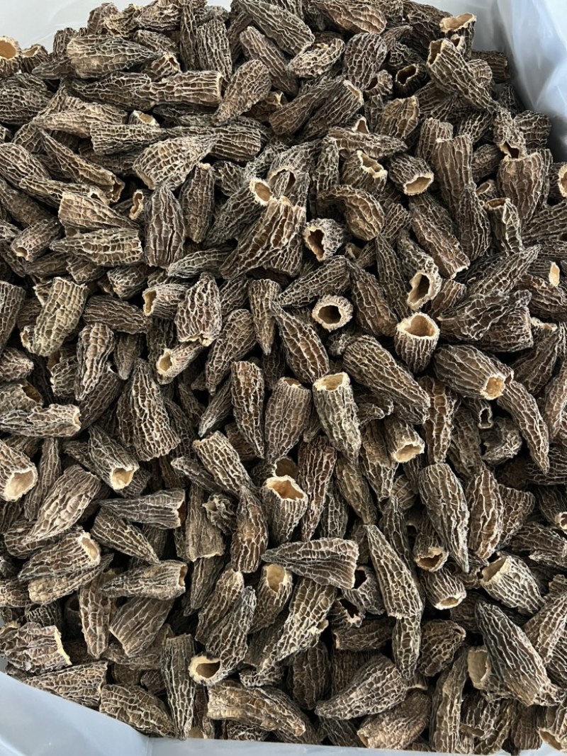下架羊肚菌6枚光帽5-8