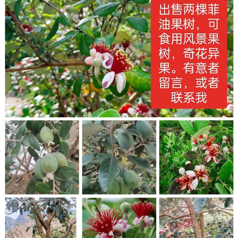 菲油果树，在宜宾