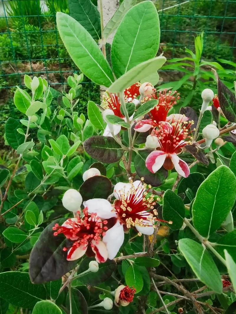 菲油果树，在宜宾