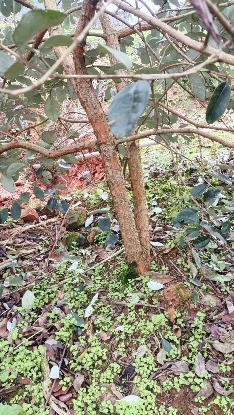 菲油果树，在宜宾