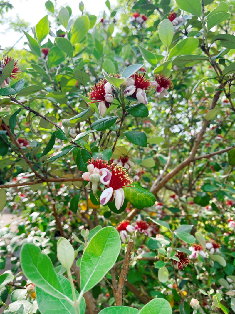菲油果树，在宜宾
