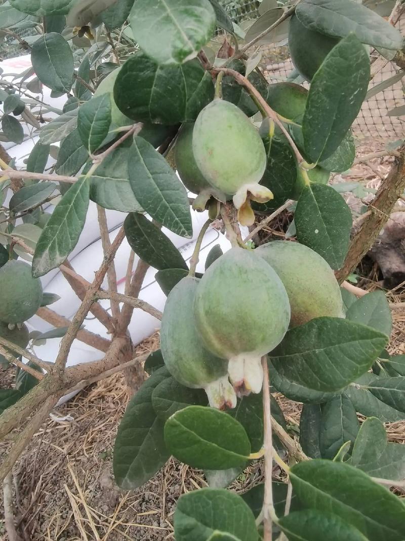 菲油果树，在宜宾