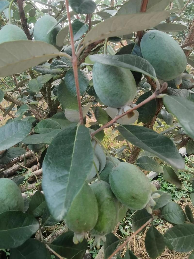 菲油果树，在宜宾