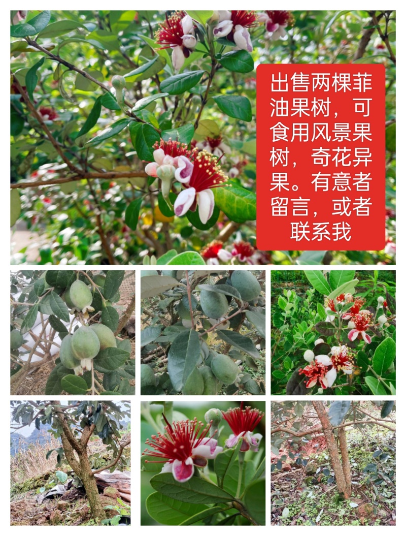 菲油果树，在宜宾