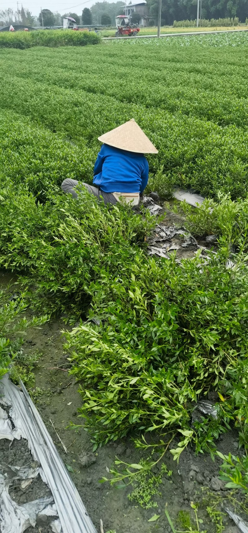 成都海栀子（小栀子）批发成都苗木基地供应各类规格海栀子