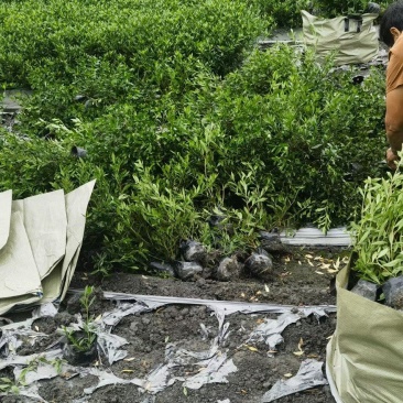 贵州海栀子（小栀子）批发贵州苗木基地供应各类规格海栀子