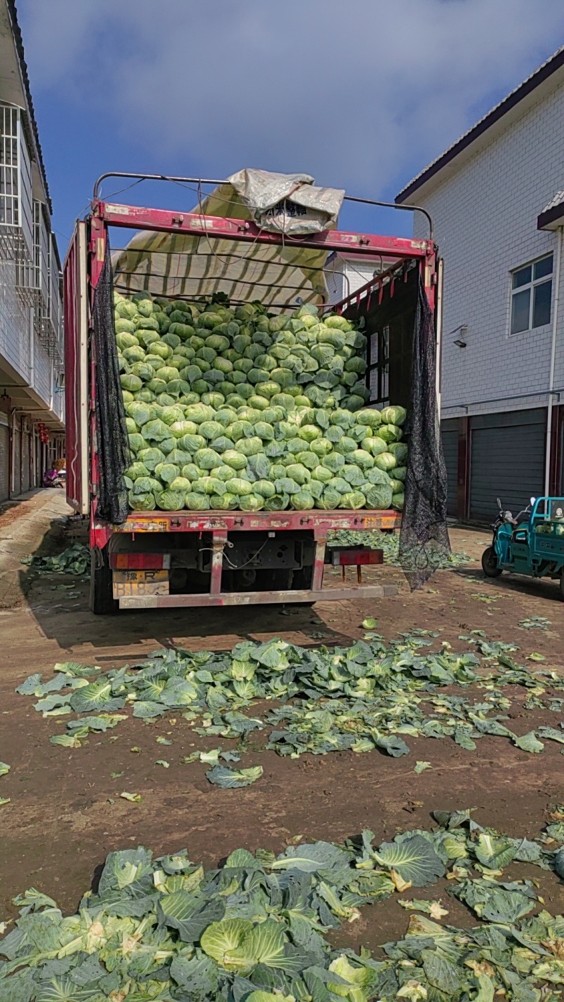 万亩蔬菜基地大量供应精品奥奇娜市场货、加工厂货