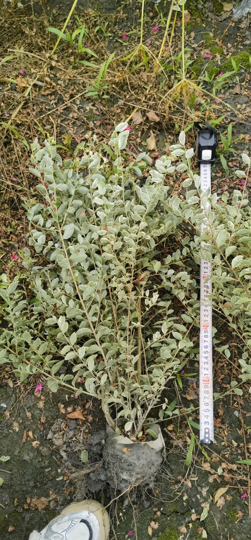 成都银姬小蜡批发成都苗木基地供应各类规格银姬小蜡基地