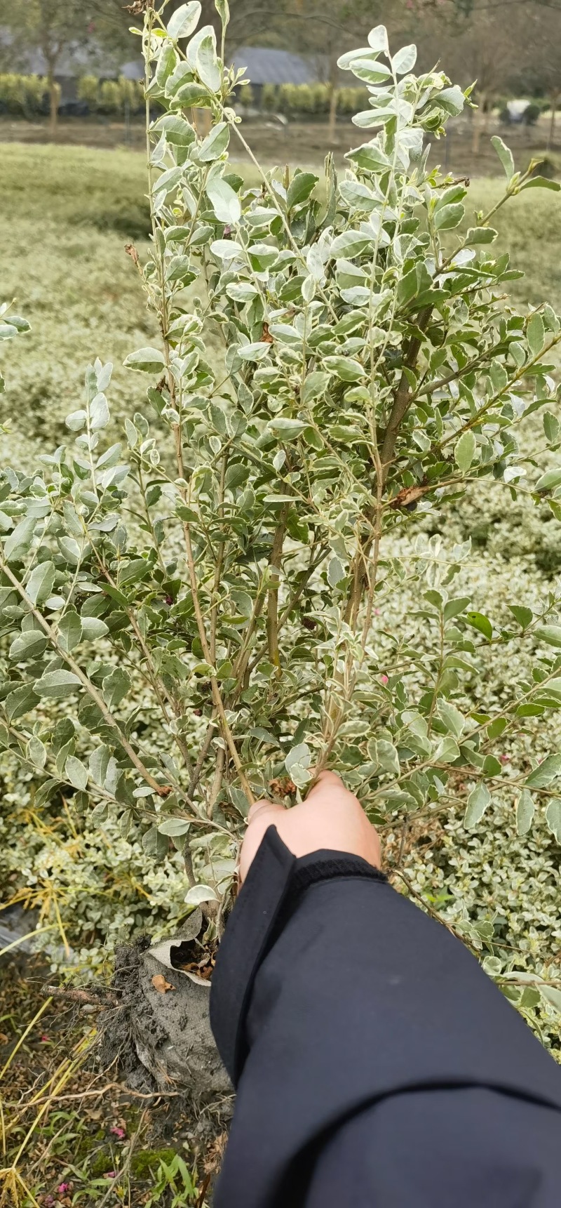 贵州银姬小蜡批发贵州苗木基地供应各类规格银姬小蜡