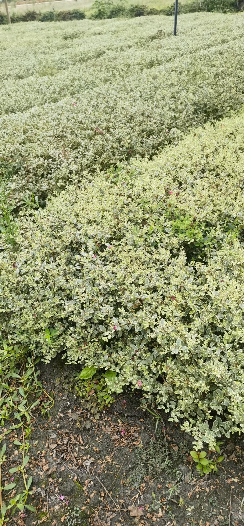贵州银姬小蜡批发贵州苗木基地供应各类规格银姬小蜡