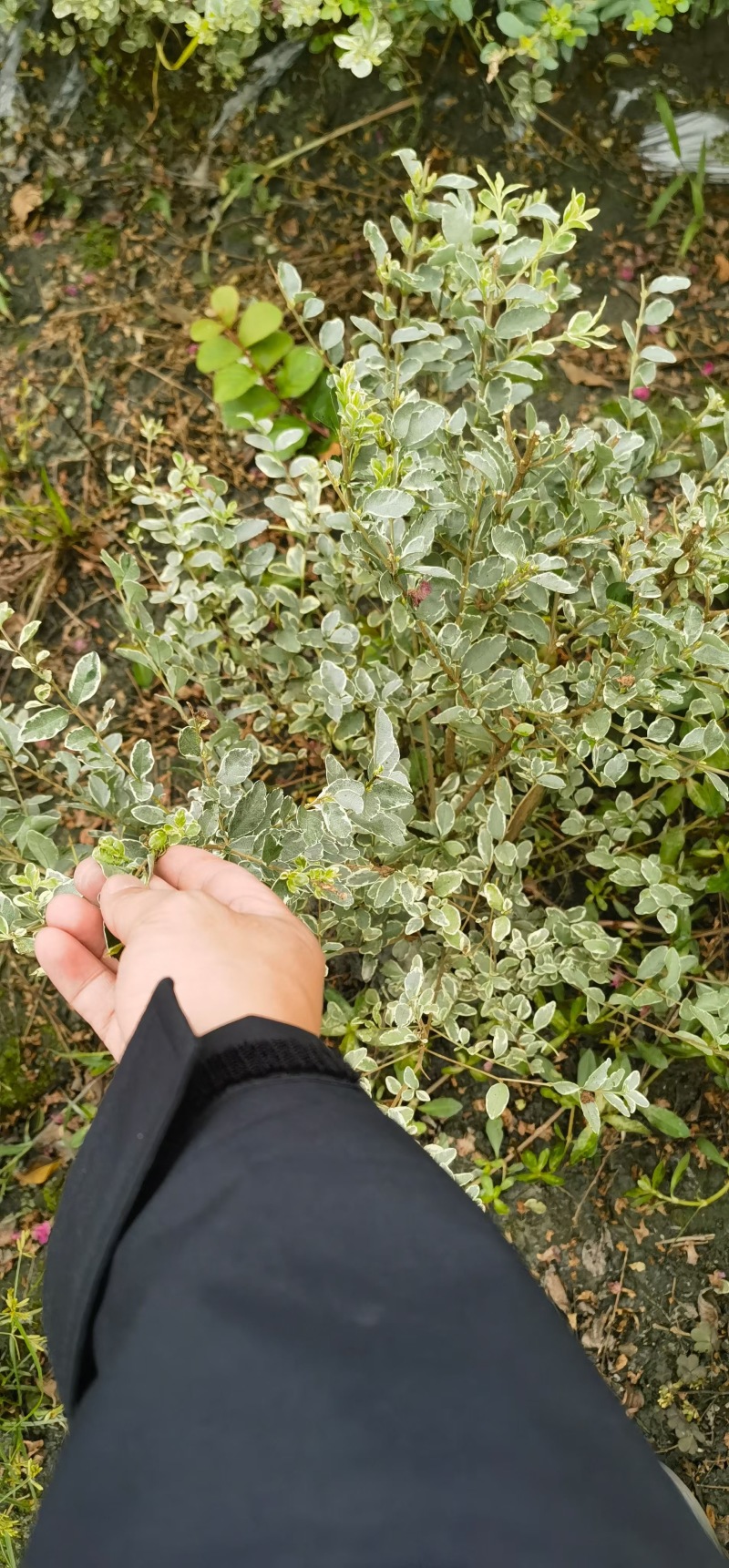 重庆银姬小蜡批发重庆苗木基地供应各类规格银姬小蜡基地
