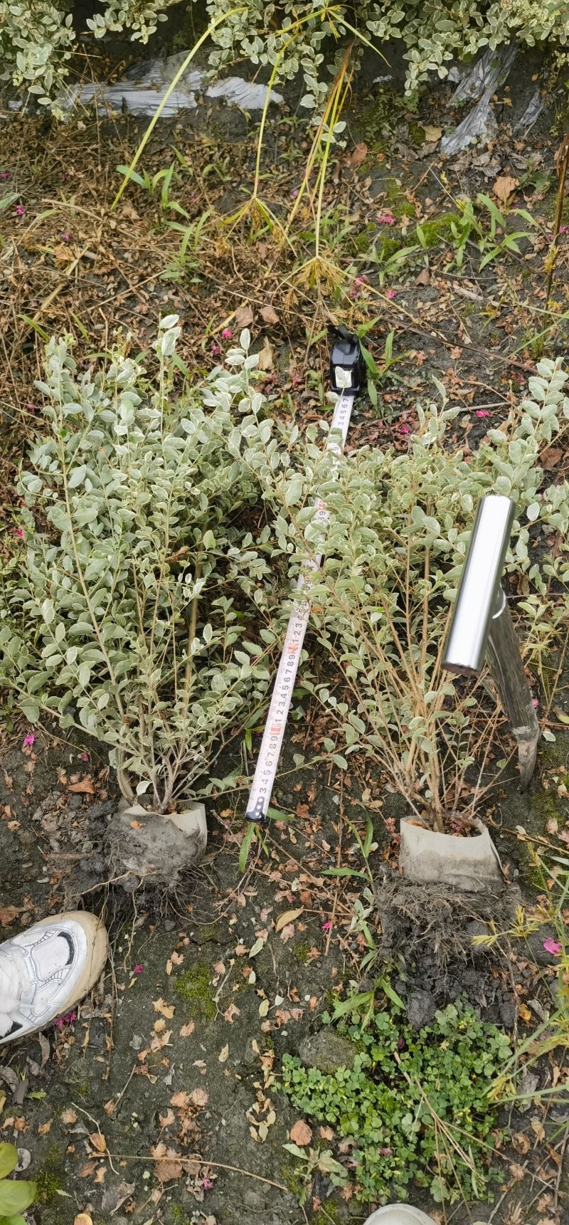 重庆银姬小蜡批发重庆苗木基地供应各类规格银姬小蜡基地