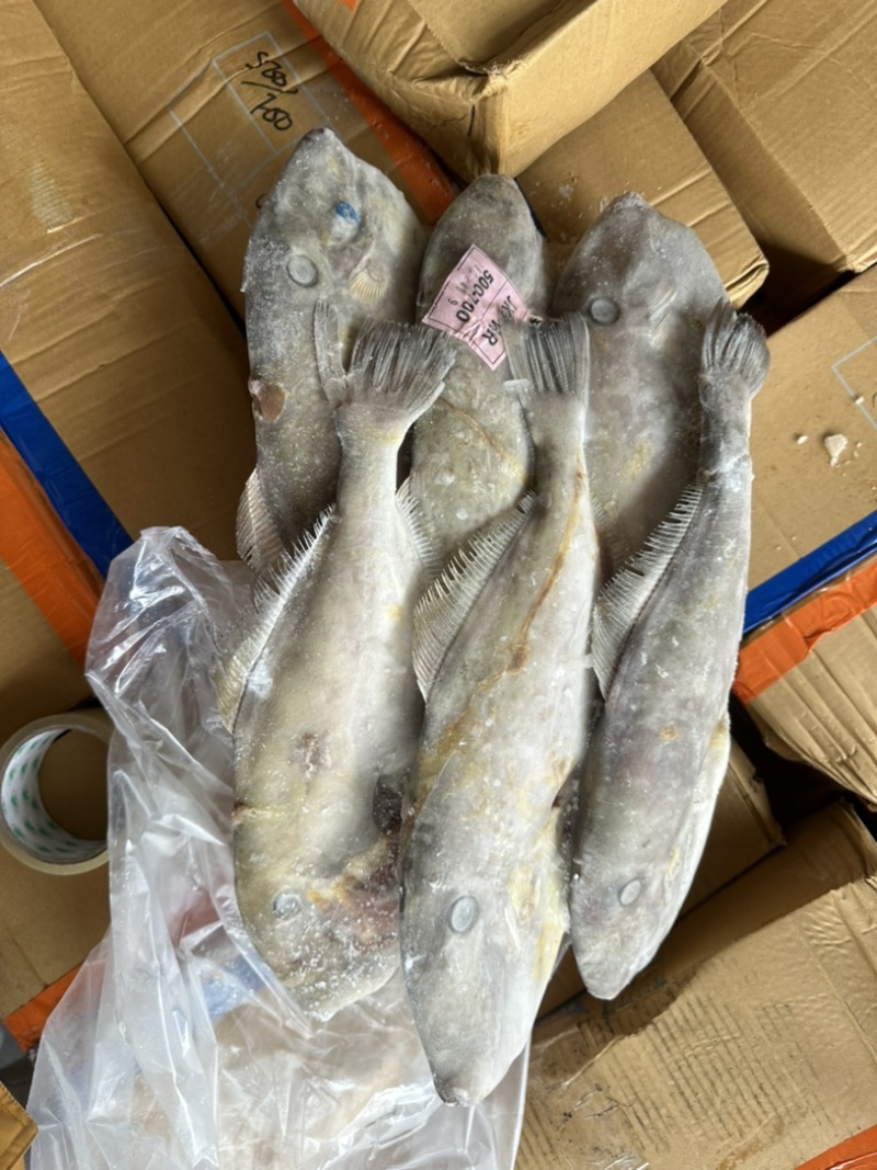 B级马面鱼300/500200/300500/70