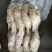 B级马面鱼300/500200/300500/70