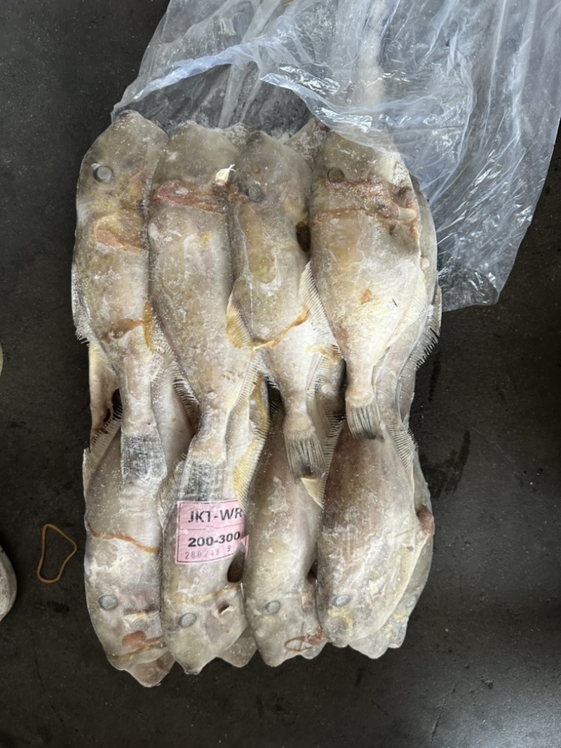 B级马面鱼300/500200/300500/70