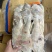 B级马面鱼300/500200/300500/70
