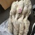 B级马面鱼300/500200/300500/70