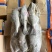 B级马面鱼300/500200/300500/70