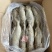 B级马面鱼300/500200/300500/70