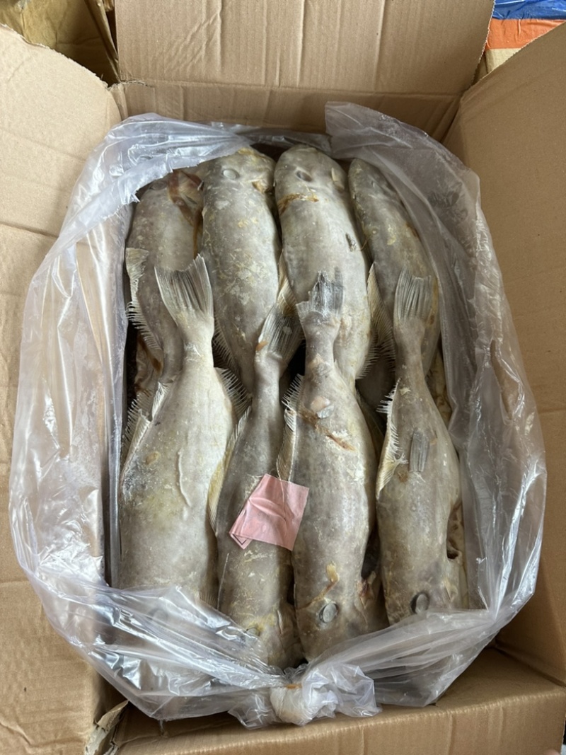 B级马面鱼300/500200/300500/70