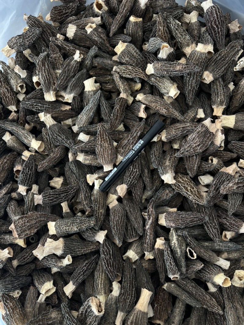 下架羊肚菌干货6-9