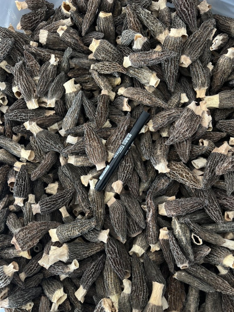 下架羊肚菌干货6-9