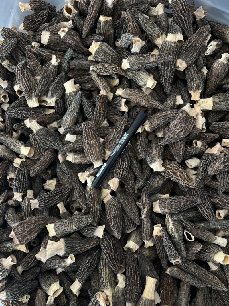 下架羊肚菌干货6-9