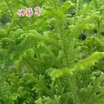 伸筋草、狮子草、舒筋草、金毛狮子草、筋骨草、过山龙