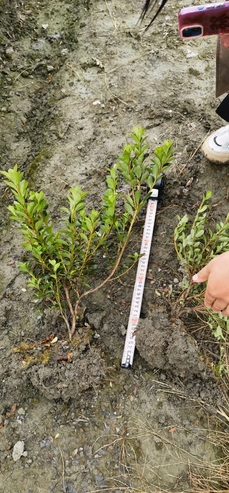 重庆夏鹃批发重庆苗木基地供应各类规格夏鹃基地