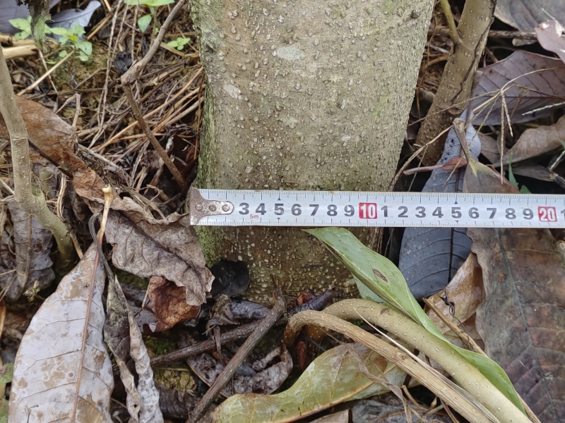 湖北恩施6年厚朴树，皮厚质细，油重，香气浓！