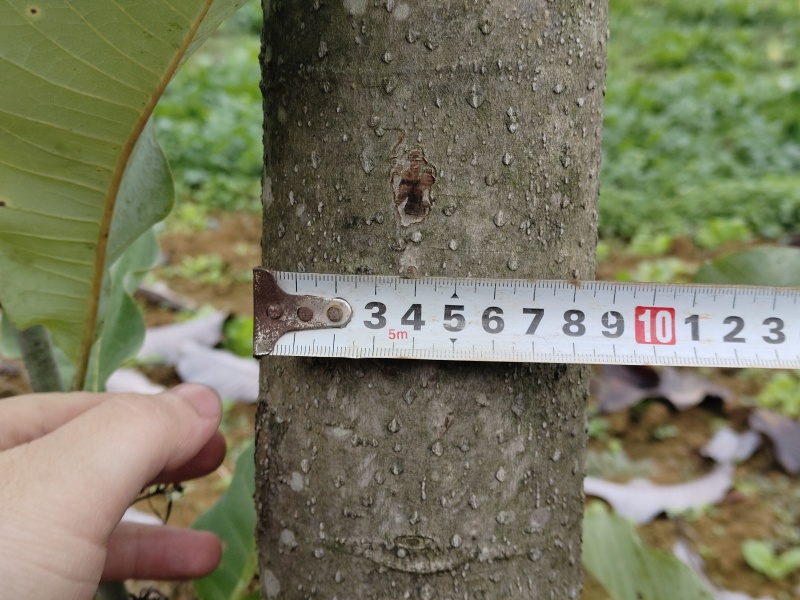 湖北恩施6年厚朴树，皮厚质细，油重，香气浓！
