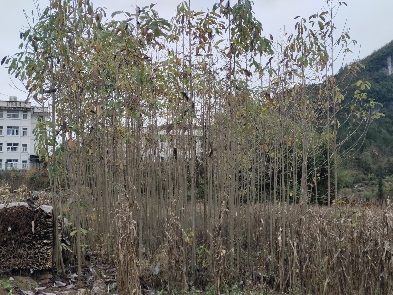 湖北恩施6年厚朴树，皮厚质细，油重，香气浓！