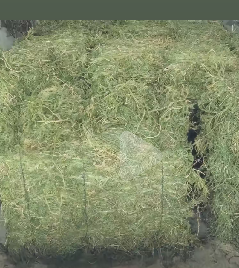 伸筋草、狮子草、舒筋草、金毛狮子草、筋骨草、过山龙