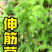 伸筋草、狮子草、舒筋草、金毛狮子草、筋骨草、过山龙
