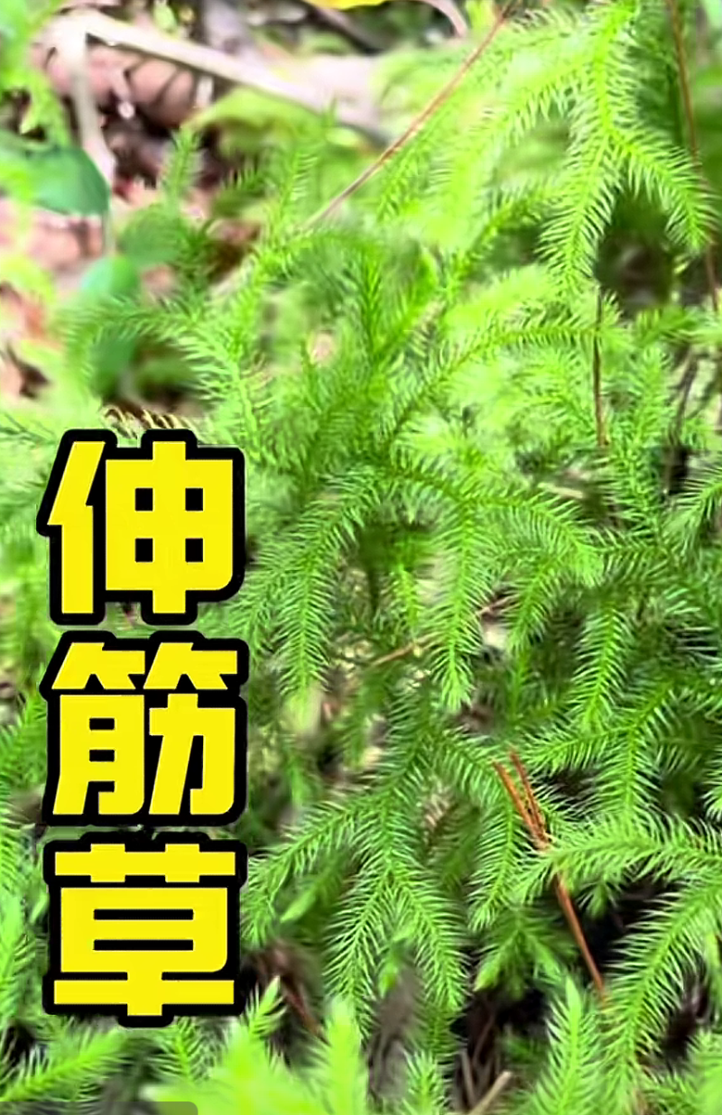 伸筋草、狮子草、舒筋草、金毛狮子草、筋骨草、过山龙