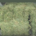 伸筋草、狮子草、舒筋草、金毛狮子草、筋骨草、过山龙