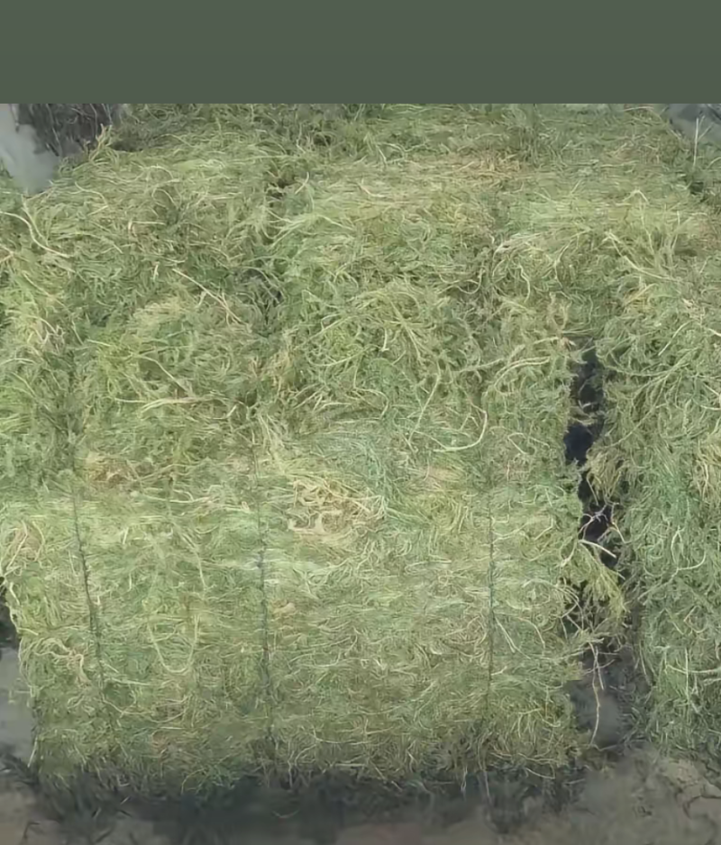 伸筋草、狮子草、舒筋草、金毛狮子草、筋骨草、过山龙