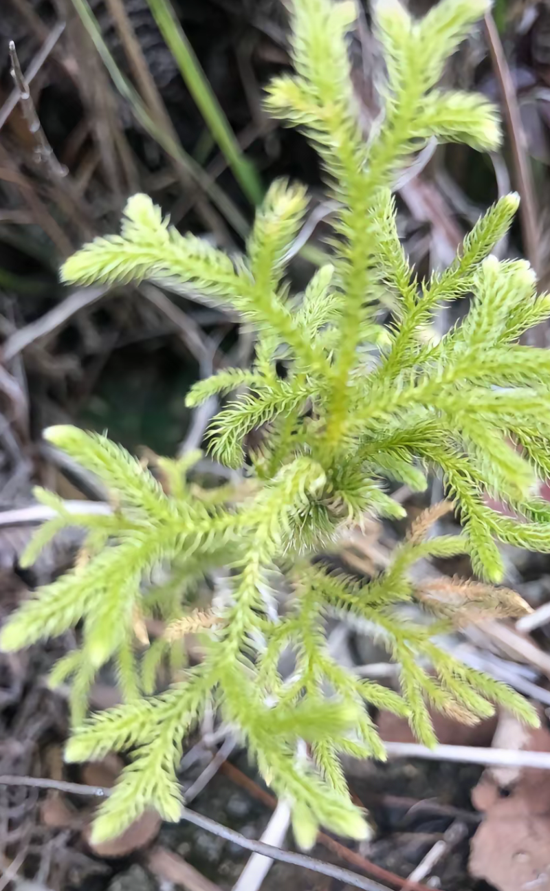 伸筋草、狮子草、舒筋草、金毛狮子草、筋骨草、过山龙